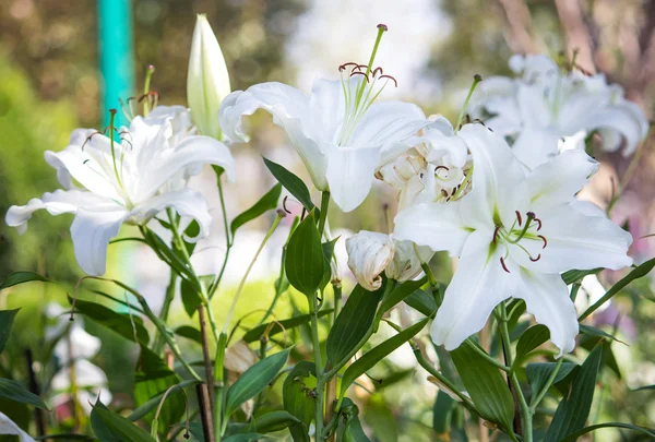 Белый цветок лилии в саду — стоковое фото