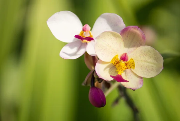 Spathoglottis plicata цветок орхидеи — стоковое фото