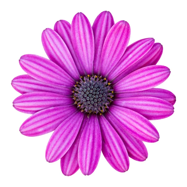 Blauwe osteospermum daisy flower geïsoleerd op wit met knippen p Stockfoto