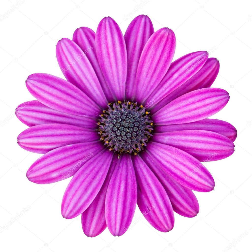 blue osteospermum daisy flower isolated on white with clipping p