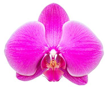 izole kırpma ile beyaz üzerine pembe phalaenopsis orkide çiçek 