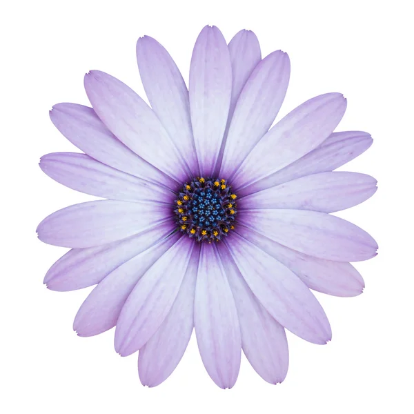 Flor de margarida osteospermum azul isolado em branco com clipping p — Fotografia de Stock