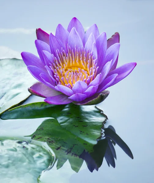 Flor de loto azul — Foto de Stock