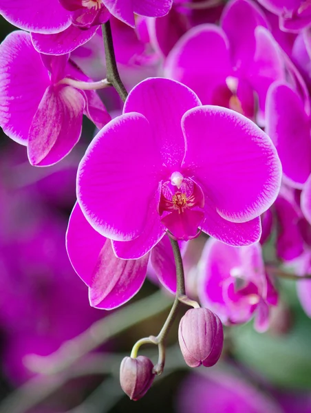 Pink phalaenopsis orchid flower — Stock Photo, Image