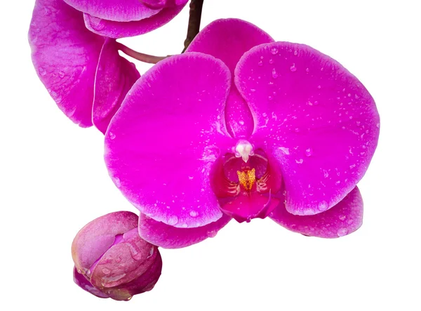 Izole kırpma ile beyaz üzerine pembe phalaenopsis orkide çiçek — Stok fotoğraf
