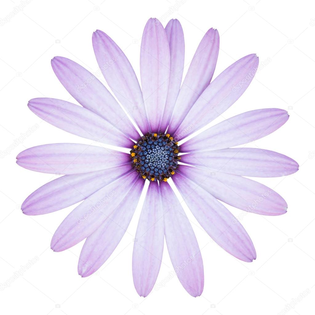 blue osteospermum daisy flower isolated on white with clipping p