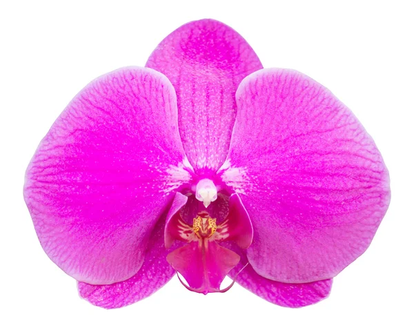 Izole kırpma ile beyaz üzerine pembe phalaenopsis orkide çiçek — Stok fotoğraf