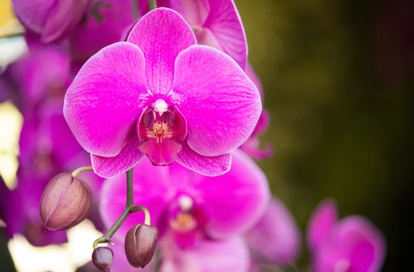 Kwiat różowy phalaenopsis orchid — Zdjęcie stockowe