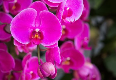 pembe phalaenopsis orkide çiçek