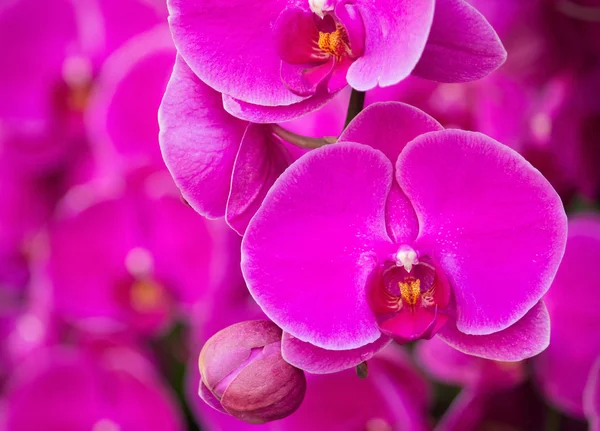 Kwiat różowy phalaenopsis orchid — Zdjęcie stockowe