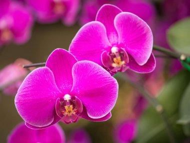 pembe phalaenopsis orkide çiçek