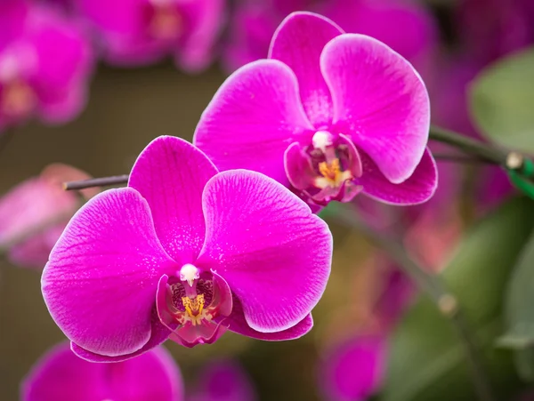 Kwiat różowy phalaenopsis orchid — Zdjęcie stockowe