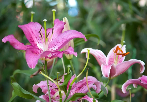 Lily flor em um jardim — Fotografia de Stock