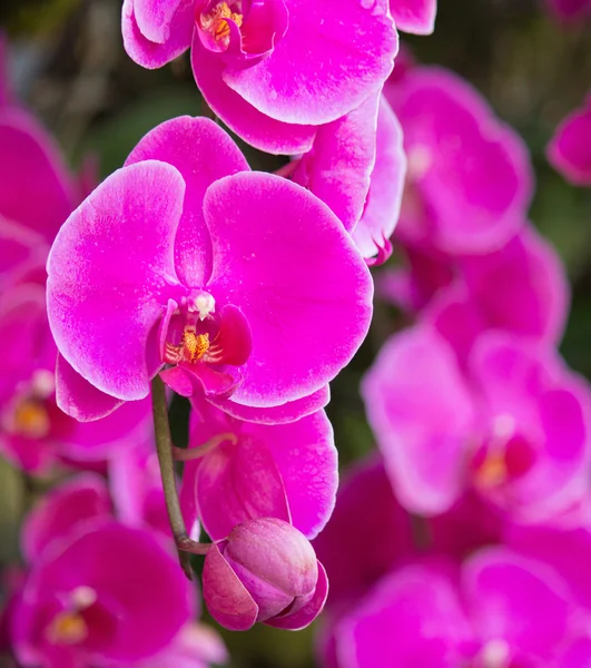 Kwiat różowy phalaenopsis orchid — Zdjęcie stockowe