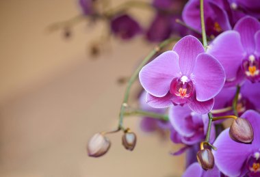 Phalaenopsis orkide çiçek