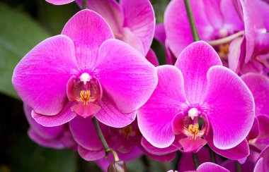 Phalaenopsis orkide çiçek
