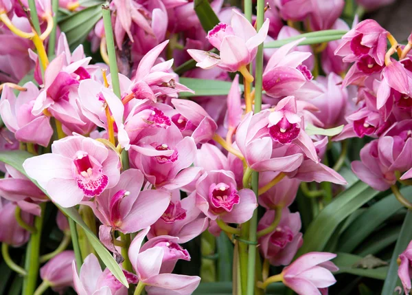 Cymbidium orchidej květina — Stock fotografie