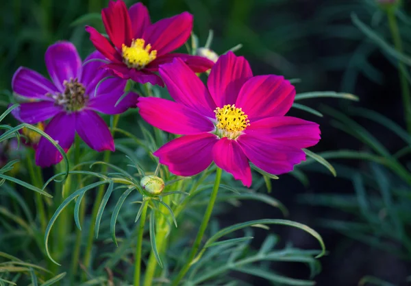 Kozmosz virágok a kertben — Stock Fotó