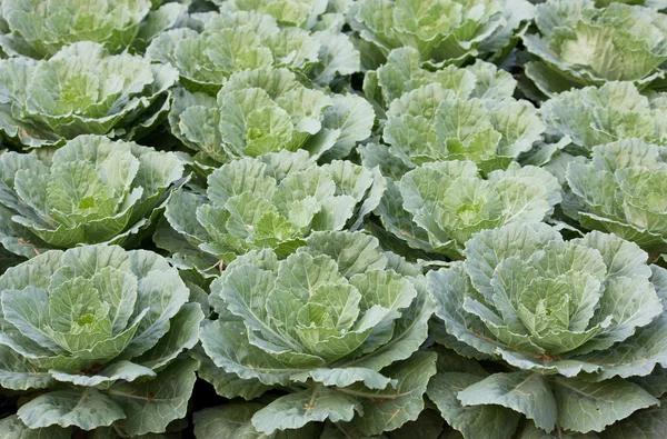 Ornamental cabbage in a garden — Stock Photo, Image