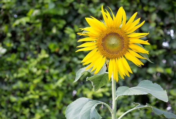 Bahçedeki ayçiçeği — Stok fotoğraf