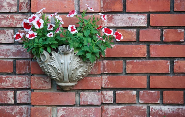 Maceta petunia en la pared de ladrillo — Foto de Stock