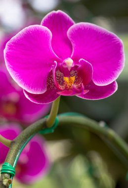 pembe phalaenopsis orkide çiçek