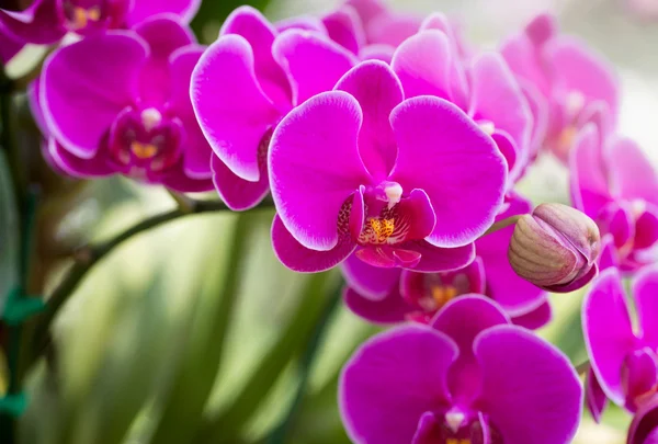 Pink phalaenopsis orchid flower — Stock Photo, Image