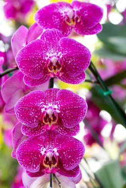 pembe phalaenopsis orkide çiçek