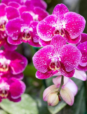pembe phalaenopsis orkide çiçek
