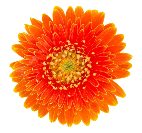 Orange gerbera flower isolated on white with clipping path — Stock Photo, Image