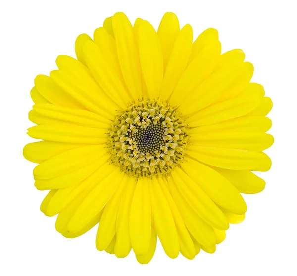 Flor de gerbera amarelo isolado no branco com caminho de recorte — Fotografia de Stock