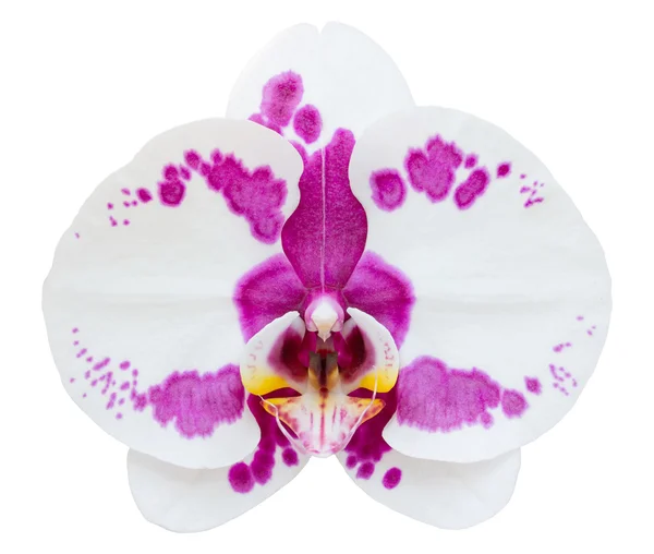 Beyaz kırpma ile izole beyaz phalaenopsis orkide çiçek — Stok fotoğraf