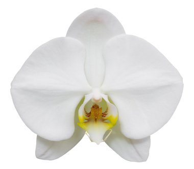 Beyaz kırpma ile izole beyaz phalaenopsis orkide çiçek