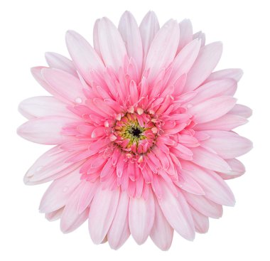 pembe gerbera çiçek beyaz kırpma yolu ile izole