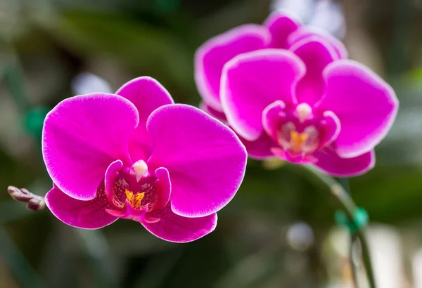 Pink phalaenopsis orchid flower — Stock Photo, Image