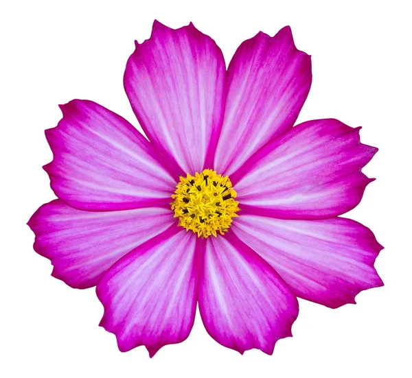 Purple cosmos flower isolated on white with clipping path — Stock Photo, Image