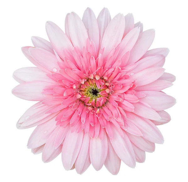 Pink gerbera flower isolated on white with clipping path — Stock Photo, Image