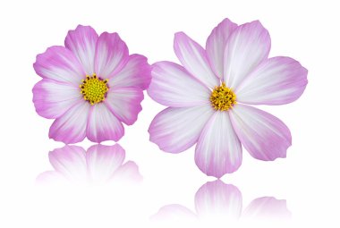 Beyaz arkaplanda izole edilmiş kozmos çiçeği