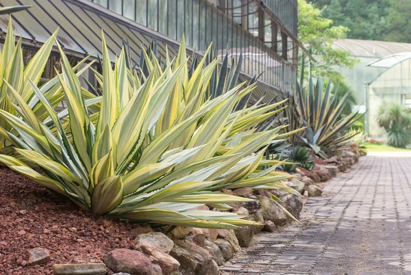 Agave plant decorative at sidewalk — Stock Photo, Image