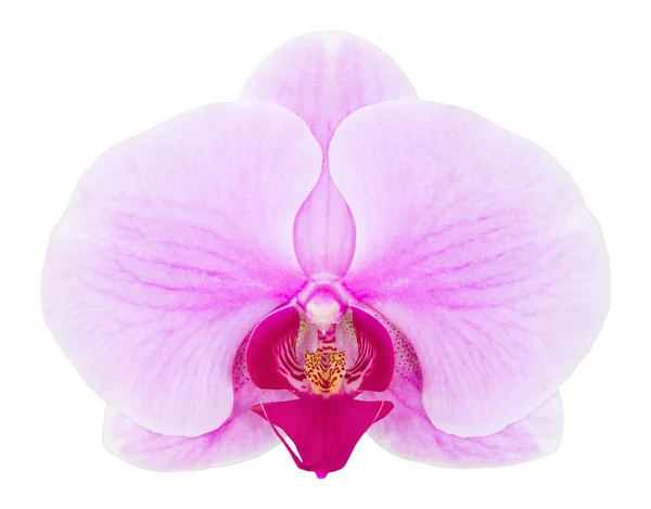 Clippin ile beyaz izole mor phalaenopsis orkide çiçek — Stok fotoğraf