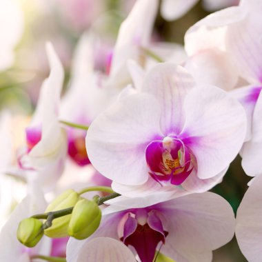 Beyaz phalaenopsis orkide çiçek