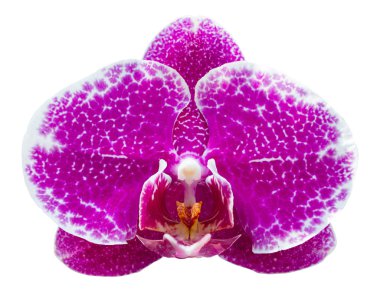 clippin ile beyaz izole mor phalaenopsis orkide çiçek