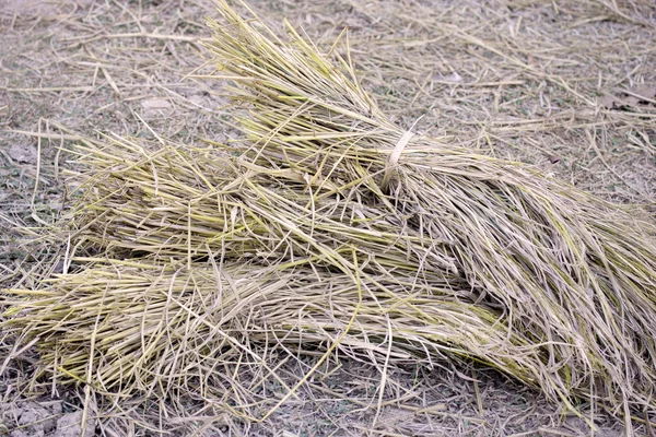 干草和稻草 — 图库照片