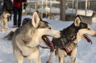Güzel bir kış manzara, İsveçli Lapland huskies ile kızak köpekleri
