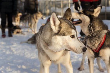 Güzel bir kış manzara, İsveçli Lapland huskies ile kızak köpekleri