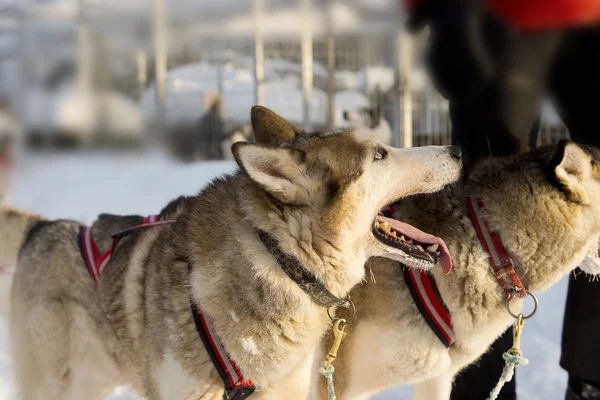 Psy, zjeżdżanie z Husky w pięknej chłodny, szwedzkiej Laponii — Zdjęcie stockowe