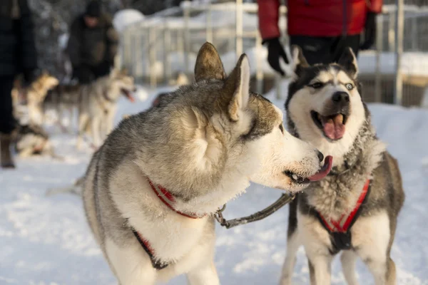 Psy, zjeżdżanie z Husky w pięknej chłodny, szwedzkiej Laponii — Zdjęcie stockowe