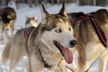 Güzel bir kış manzara, İsveçli Lapland huskies ile kızak köpekleri