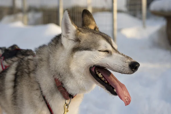 Perros en trineo con huskies en un hermoso paisaje invernal, Laponia sueca — Foto de Stock