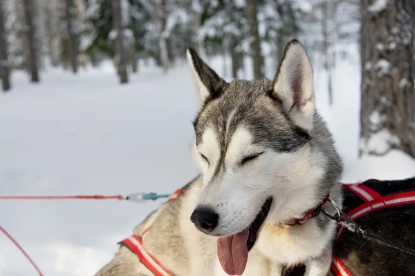 Perros en trineo con huskies en un hermoso paisaje invernal, Swed — Foto de Stock